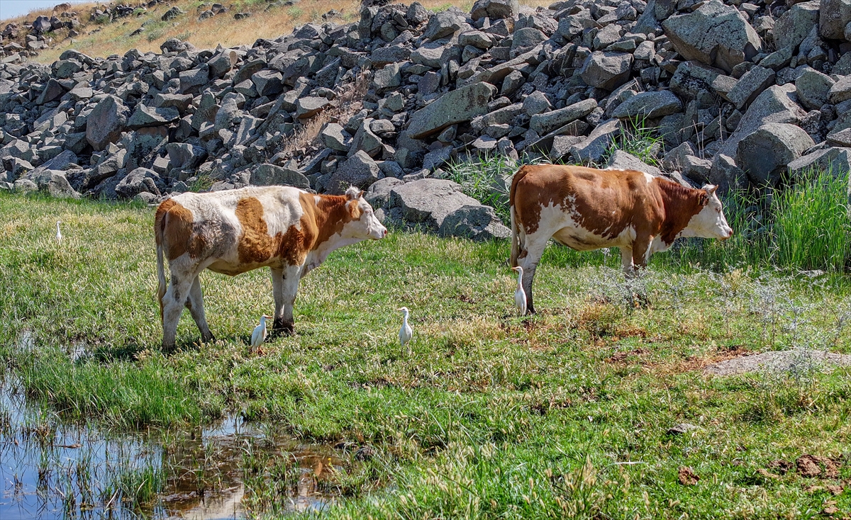 Devegeçidi Baraj Gölü ve Havzası canlılara yaşam kaynağı oldu