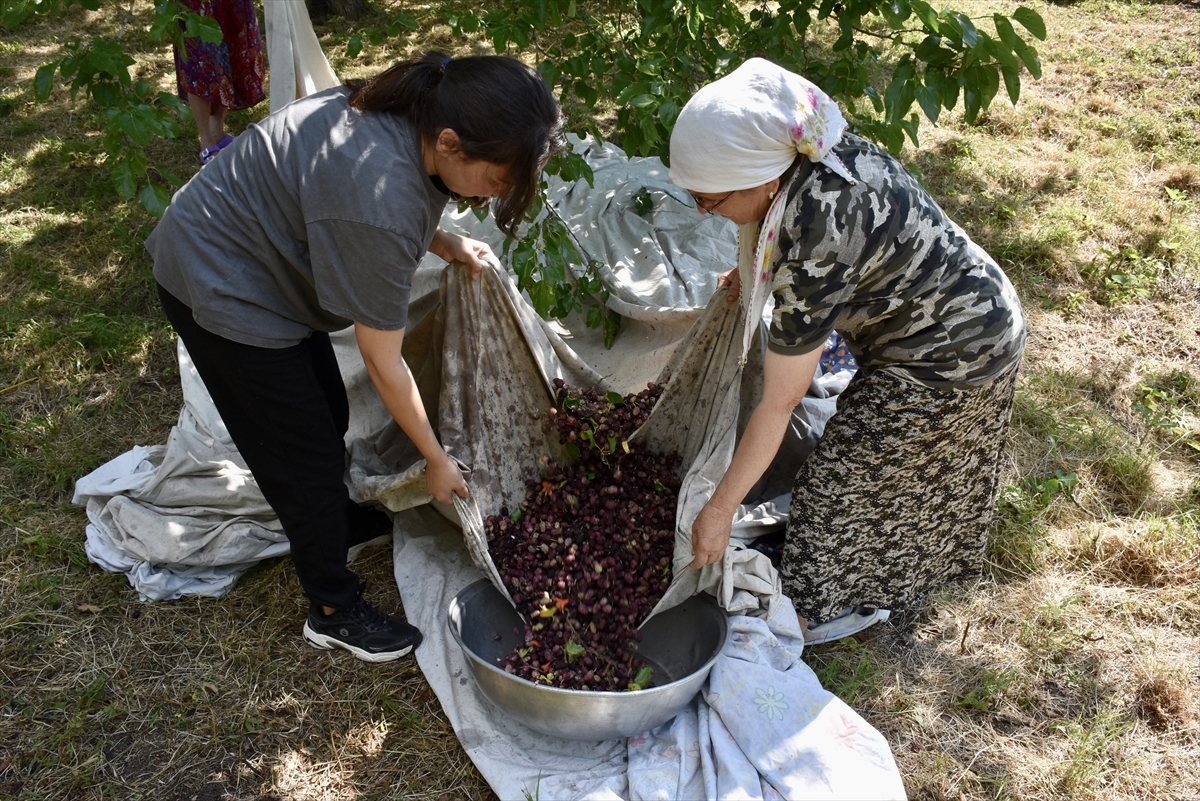 Karadenizli kadınlar imece usulü dut pekmezi kaynatıyor