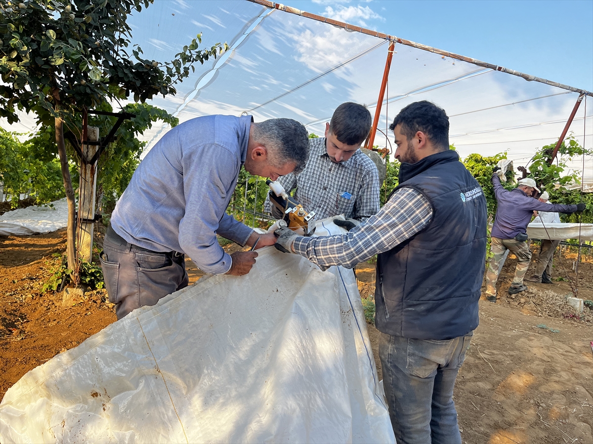Üzümün üretim merkezlerinden Manisa'da üreticiler beyaz örtü mesaisinde