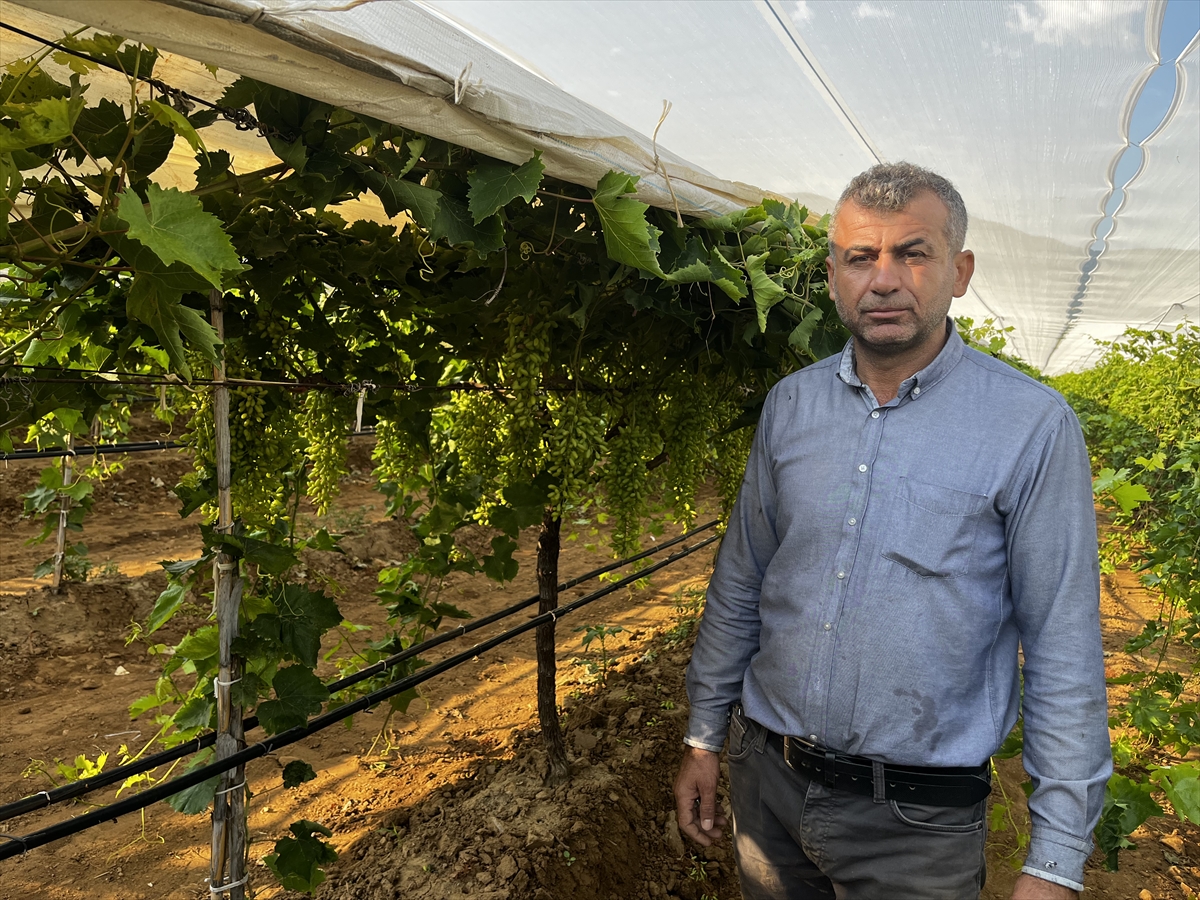Üzümün üretim merkezlerinden Manisa'da üreticiler beyaz örtü mesaisinde