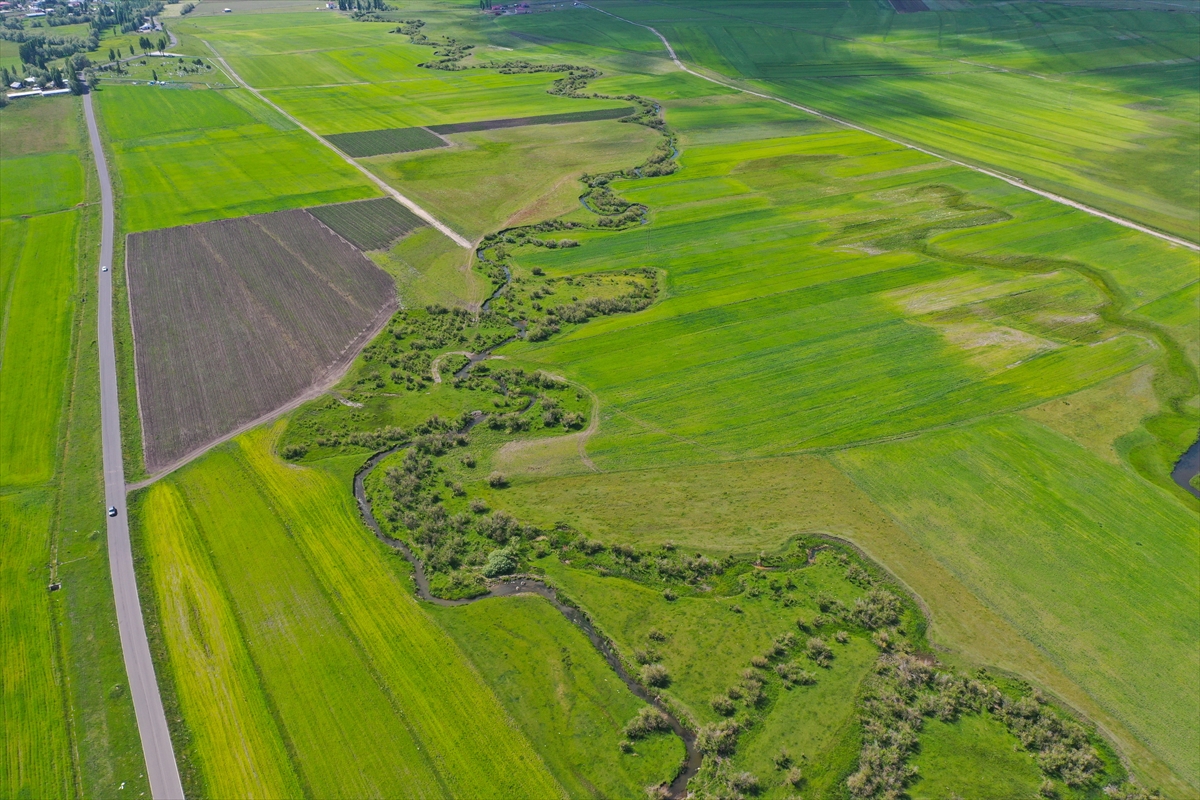 Kars'ta yağışlarla canlanan menderesler tarım ve hayvancılığa katkı sunuyor