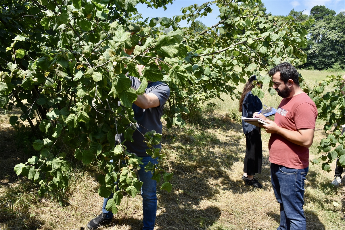 Ordu'da fındıkta tahmini rekolte tespit çalışmalarına başlandı