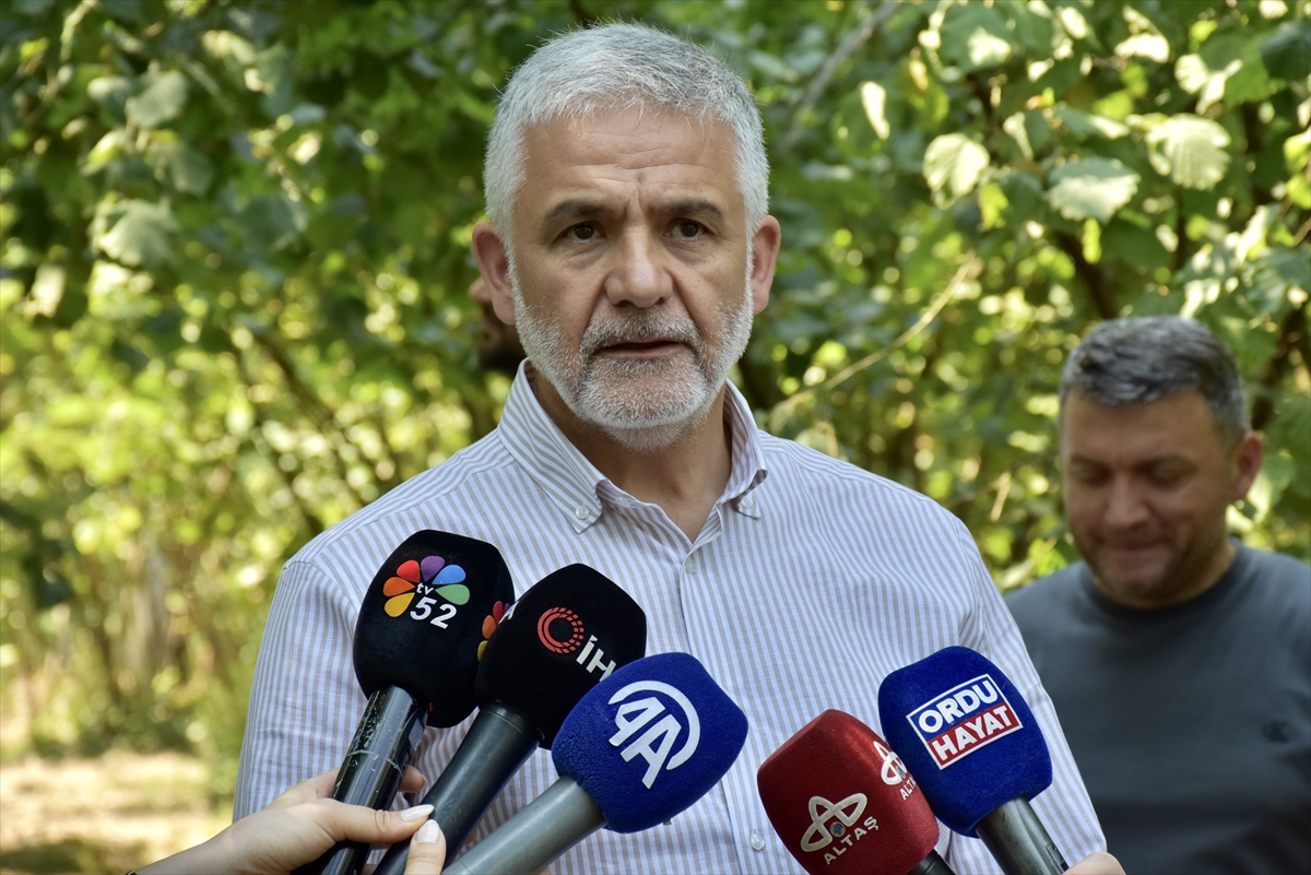 Ordu'da fındıkta tahmini rekolte tespit çalışmalarına başlandı