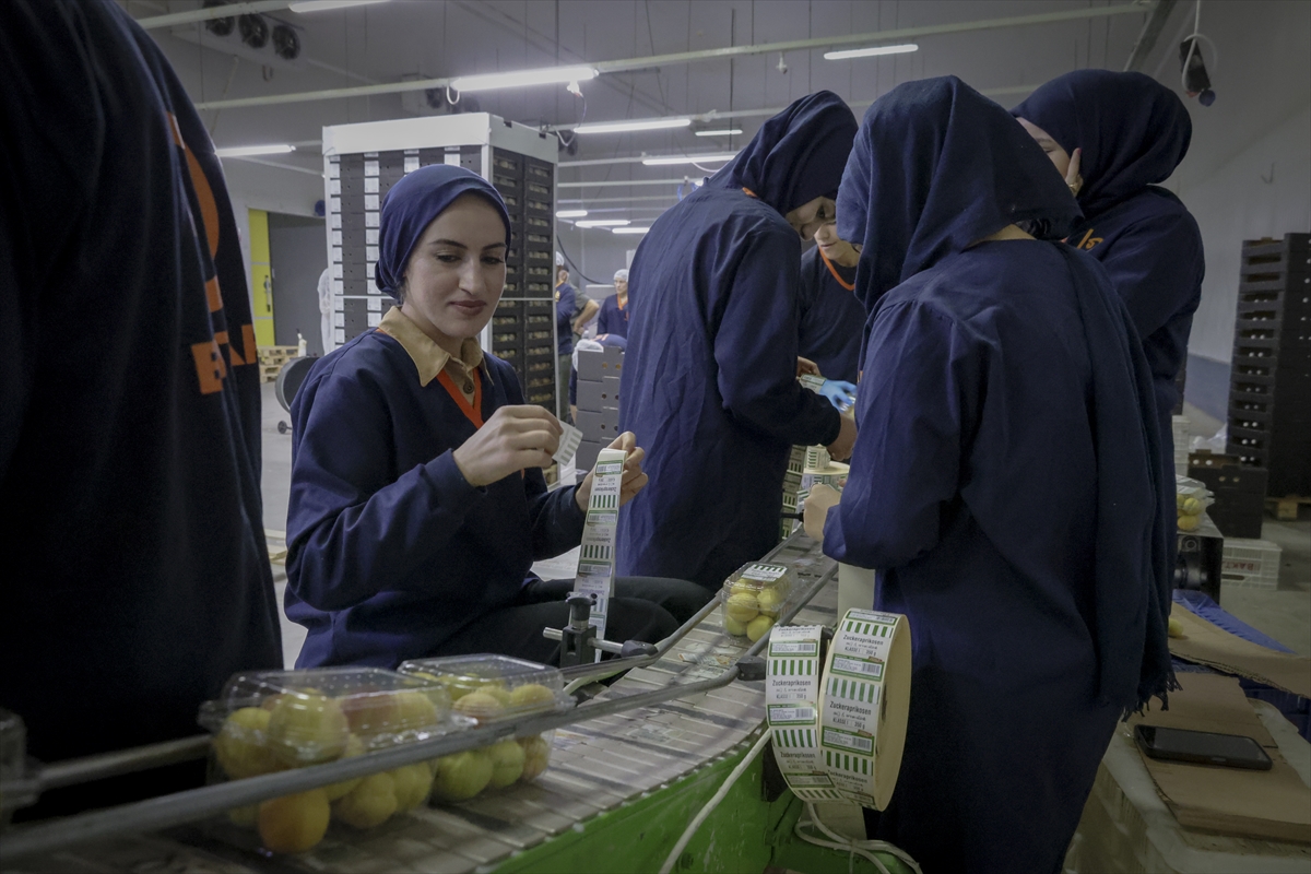 Malatya'da hasat edilen yaş kayısılar ihraç ediliyor