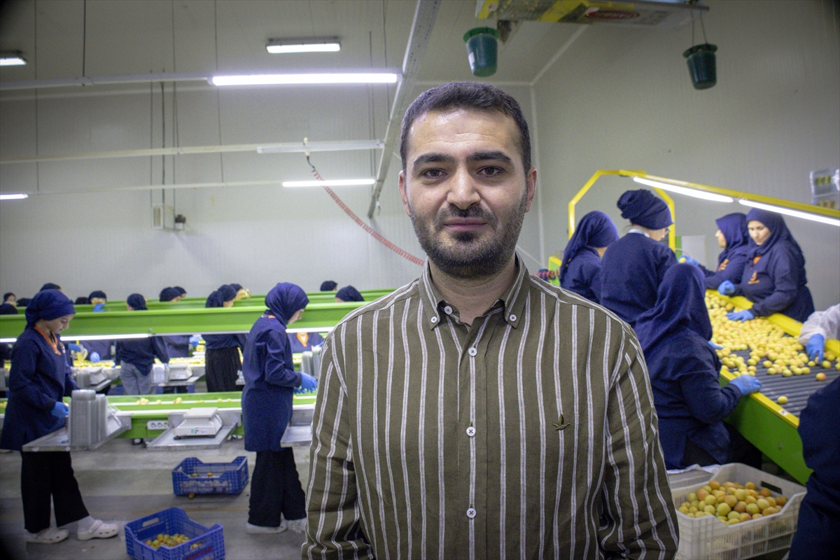 Malatya'da hasat edilen yaş kayısılar ihraç ediliyor