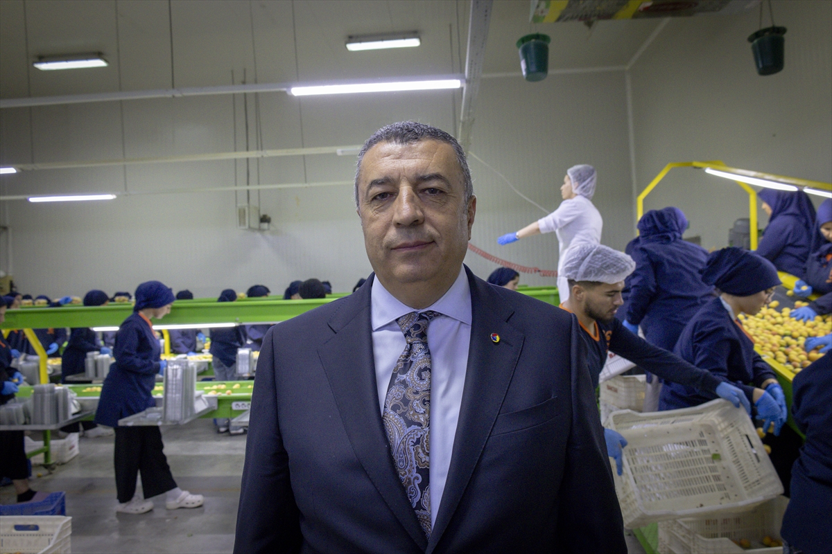 Malatya'da hasat edilen yaş kayısılar ihraç ediliyor
