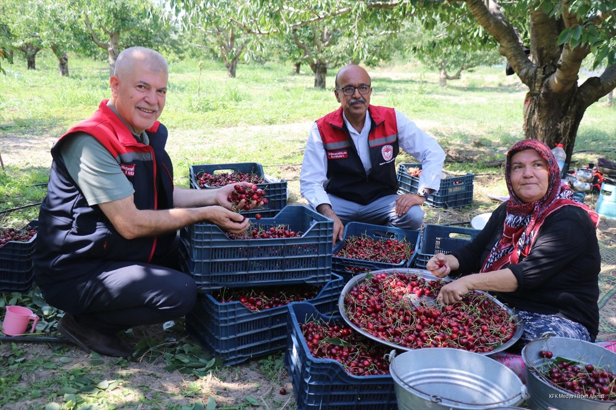 Uluborlu kirazı dalından dünyaya uzanıyor