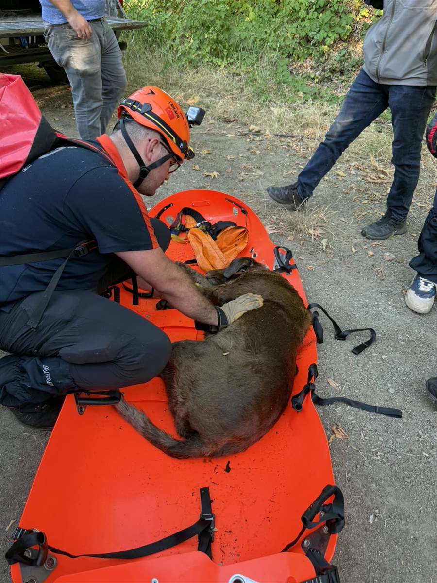 Yalova'da su kuyusunda mahsur kalan köpek kurtarıldı