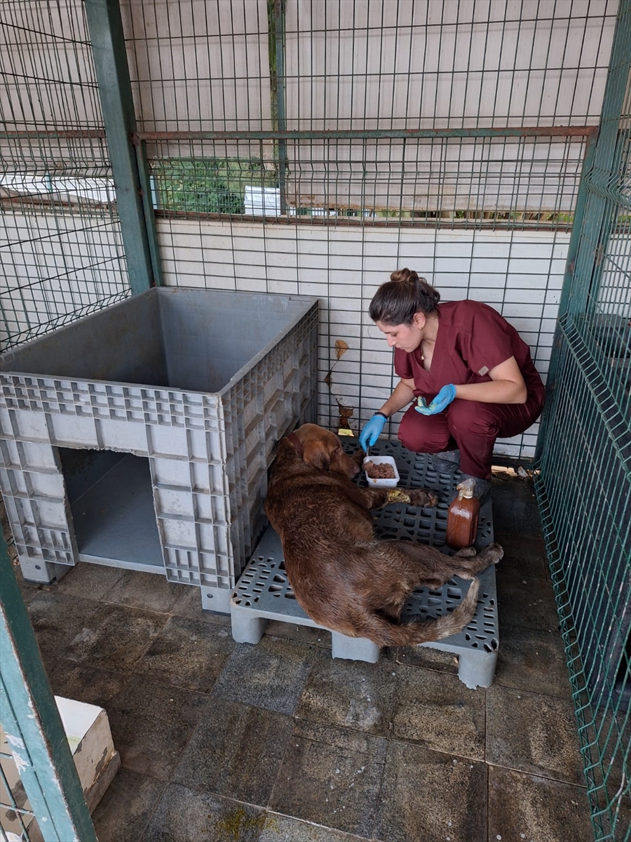 Yalova'da su kuyusunda mahsur kalan köpek kurtarıldı