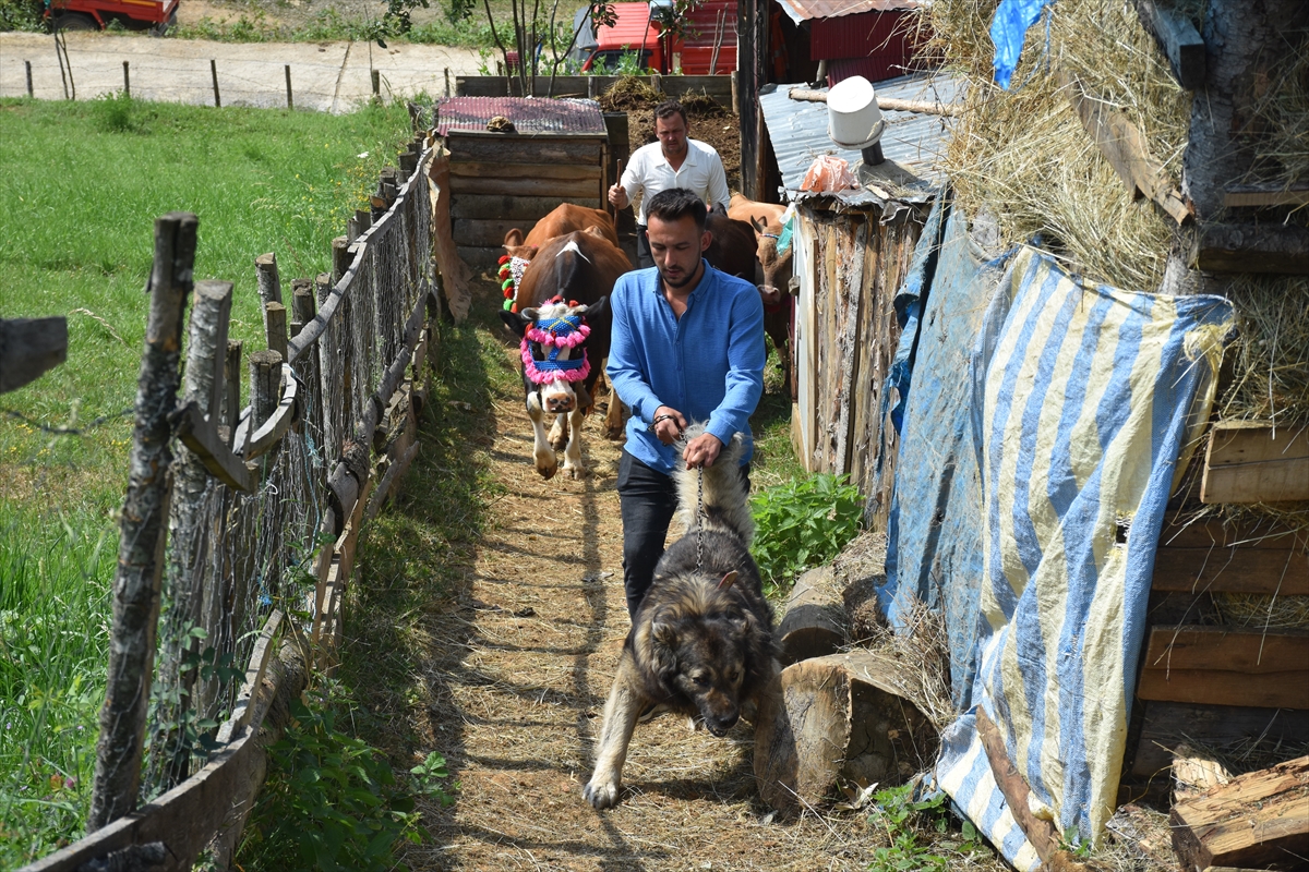 Gümüşhane'de yayla göçü başladı