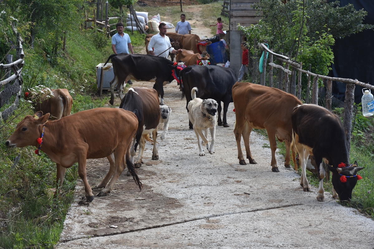 Gümüşhane'de yayla göçü başladı