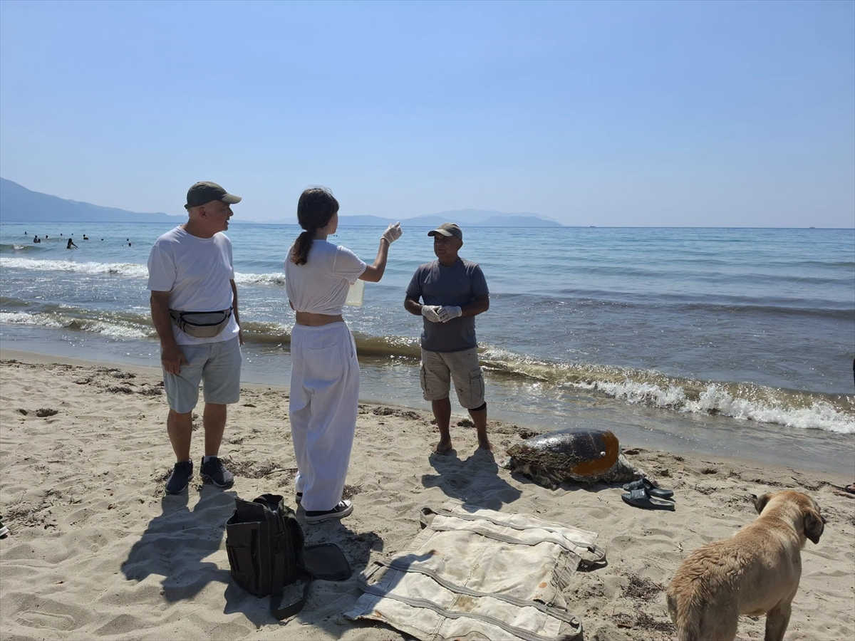 3 Caretta Caretta Sahilde Ölü Bulundu