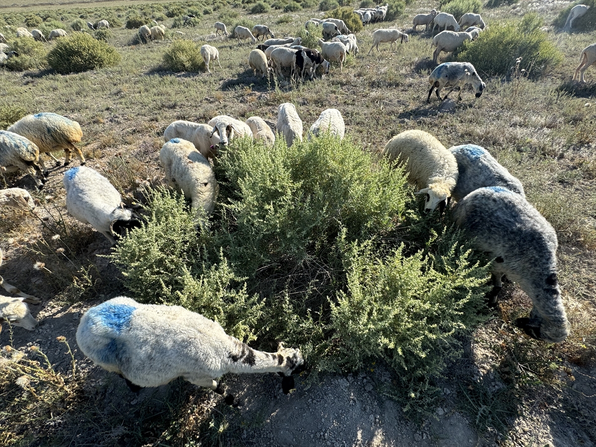 Karaman'da ıslah edilen meralar tuz çalısı ve bozkır otuyla yeşerdi