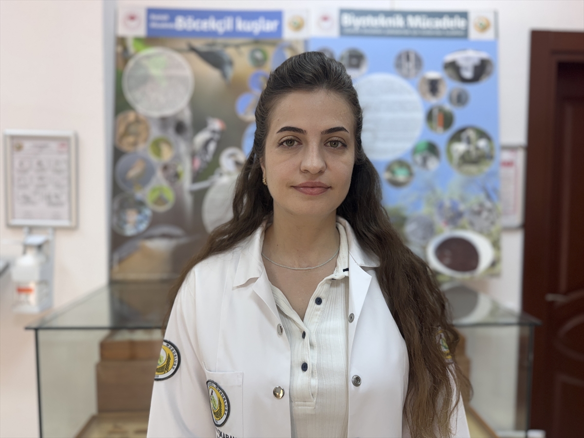 Laboratuvarda yetiştirilen "avcı böcekler" orman zararlılarıyla mücadele ediyor