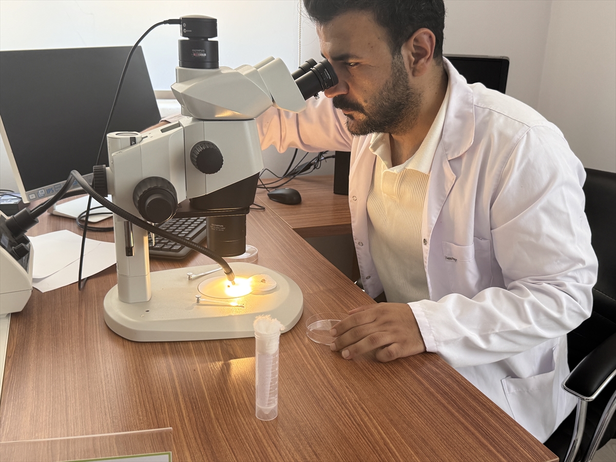 Laboratuvarda yetiştirilen "avcı böcekler" orman zararlılarıyla mücadele ediyor