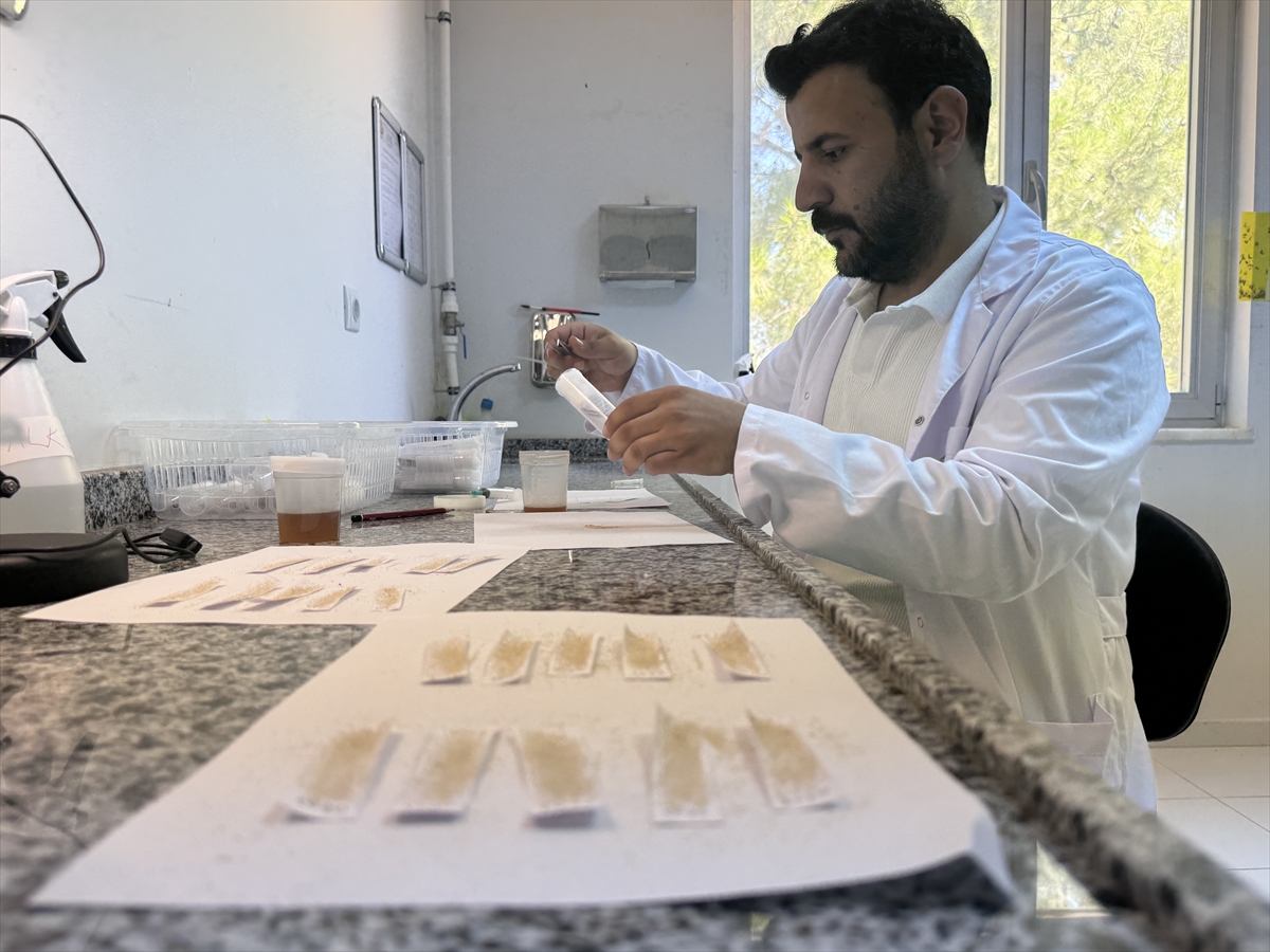 Laboratuvarda yetiştirilen "avcı böcekler" orman zararlılarıyla mücadele ediyor