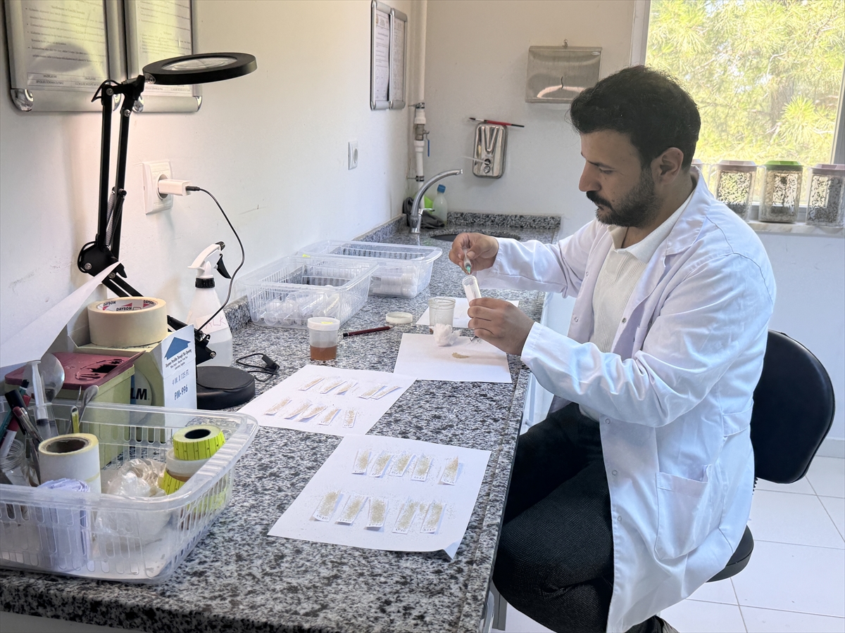 Laboratuvarda yetiştirilen "avcı böcekler" orman zararlılarıyla mücadele ediyor