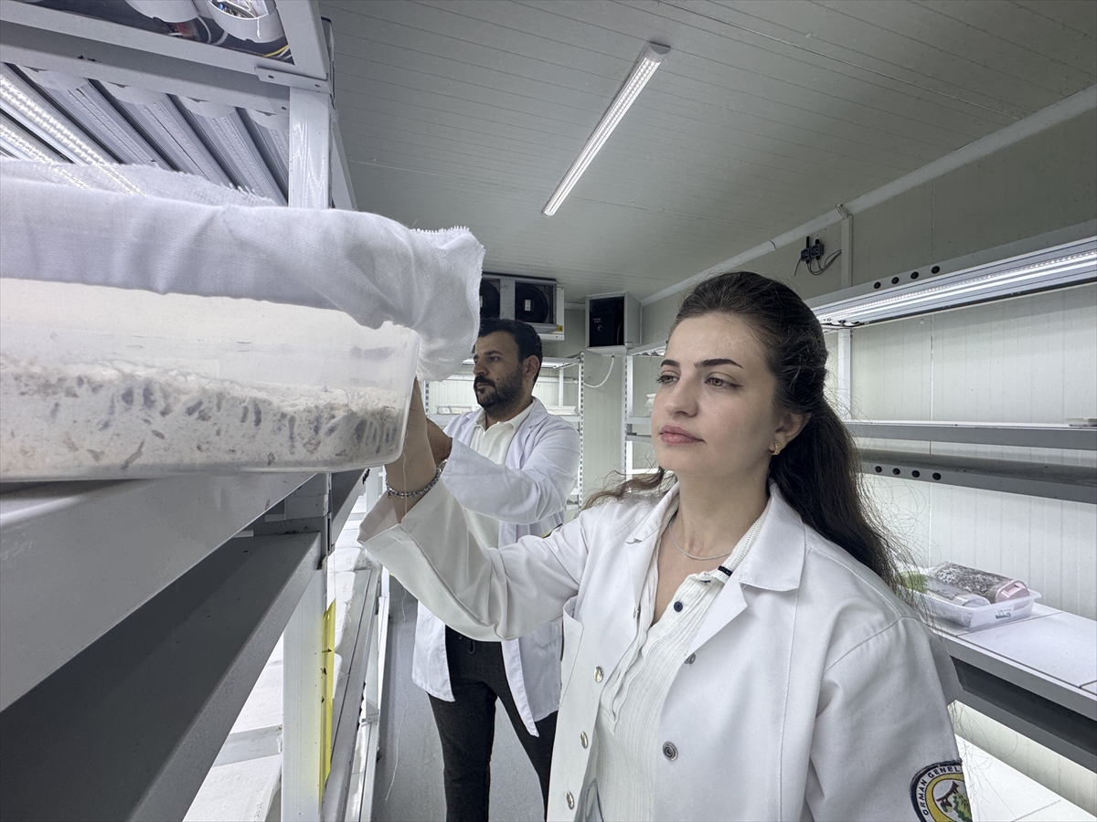 Laboratuvarda yetiştirilen "avcı böcekler" orman zararlılarıyla mücadele ediyor