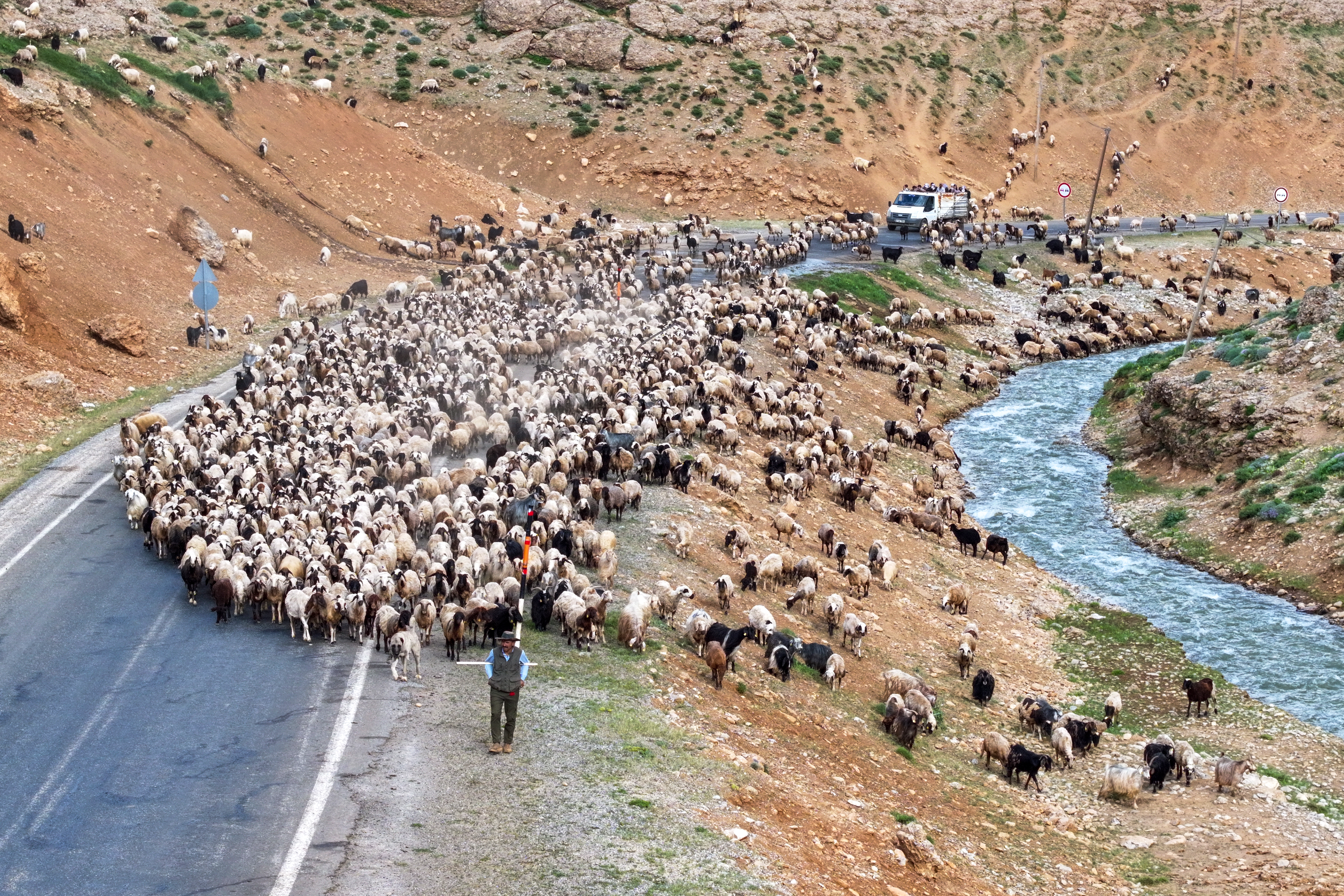 Yaylalarda otlatılan binlerce küçükbaş hayvan günde iki kez sağıma götürülüyor