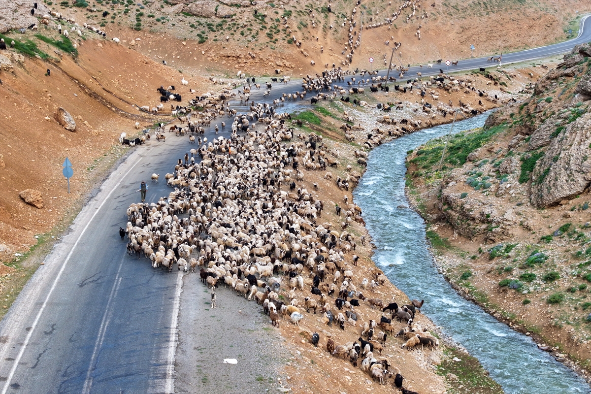 Yaylalarda otlatılan binlerce küçükbaş hayvan günde iki kez sağıma götürülüyor