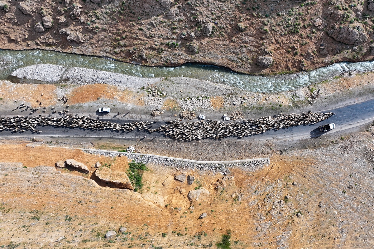 Yaylalarda otlatılan binlerce küçükbaş hayvan günde iki kez sağıma götürülüyor