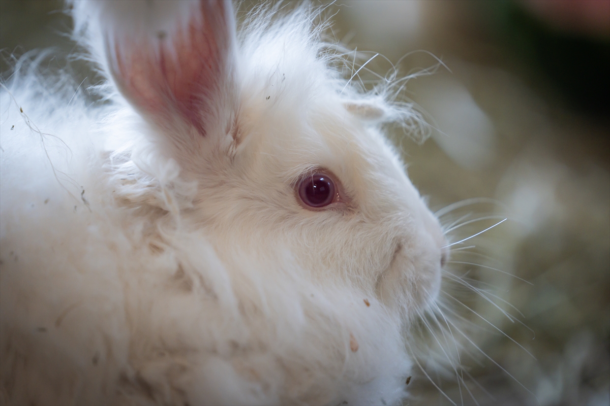 Koruma altında bulunan Angora tavşanlarına özel bakım
