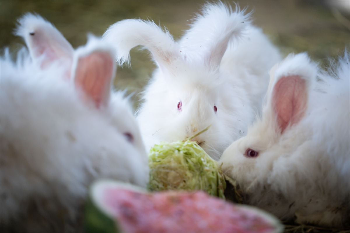 Koruma altında bulunan Angora tavşanlarına özel bakım