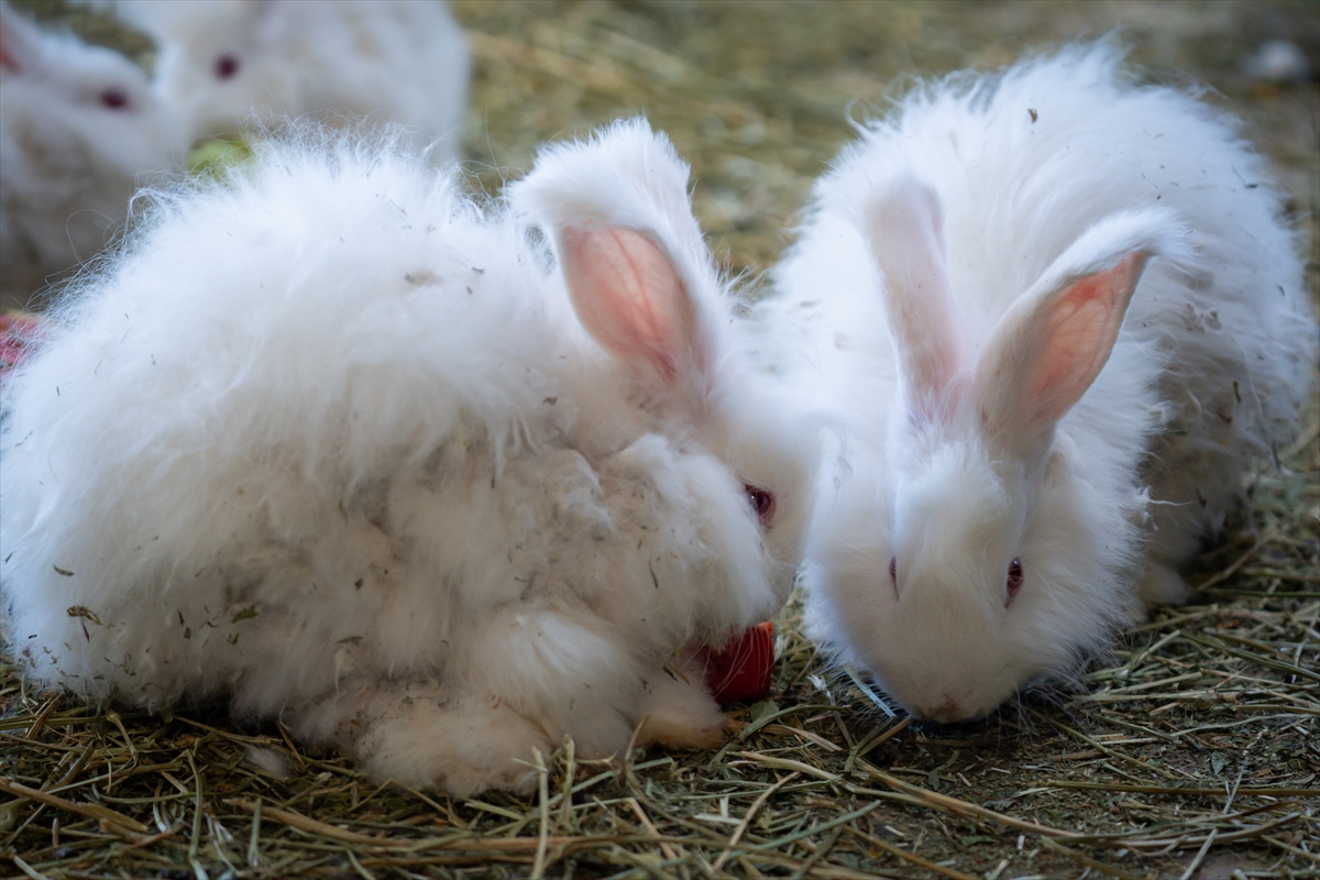 Koruma altında bulunan Angora tavşanlarına özel bakım