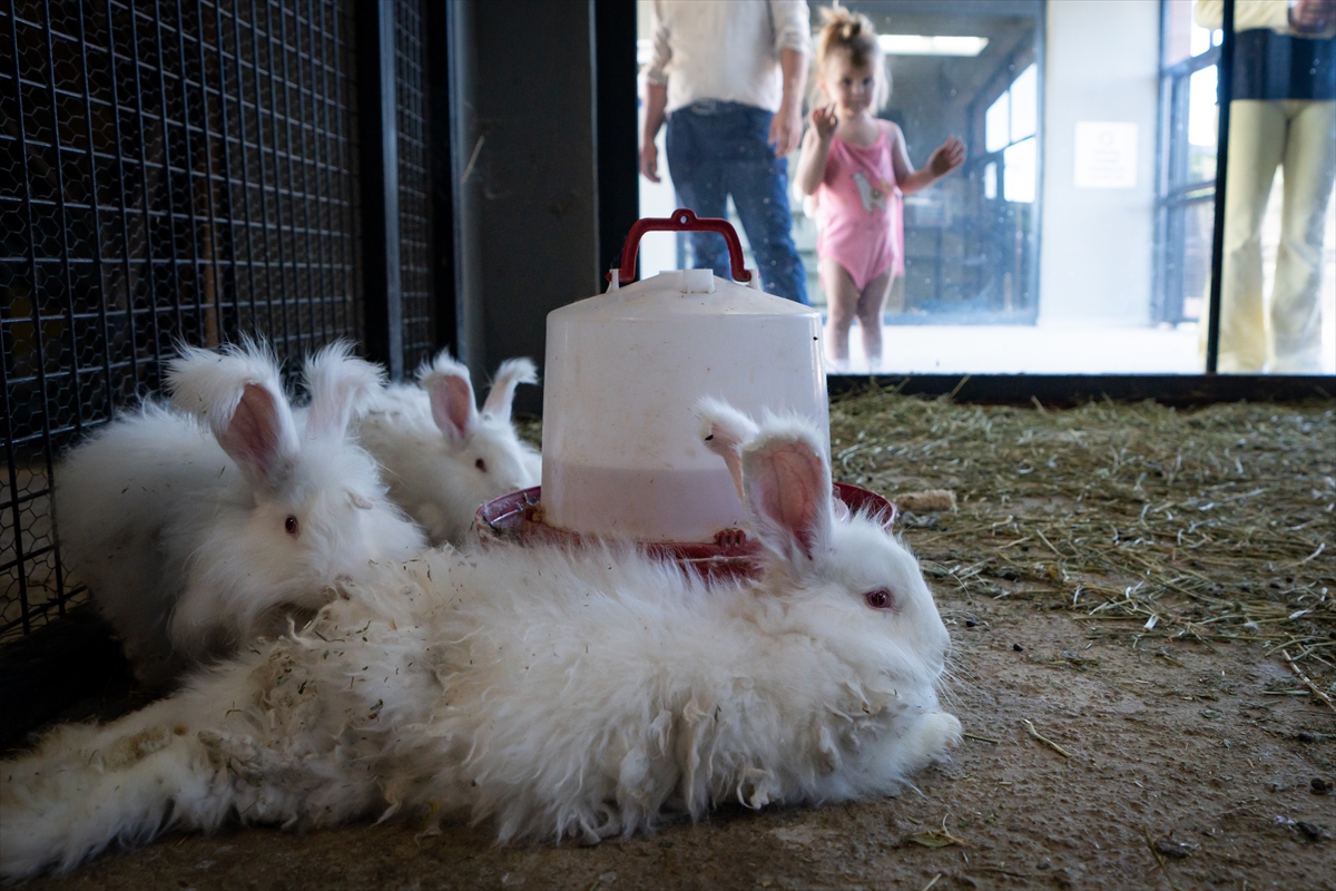 Koruma altında bulunan Angora tavşanlarına özel bakım