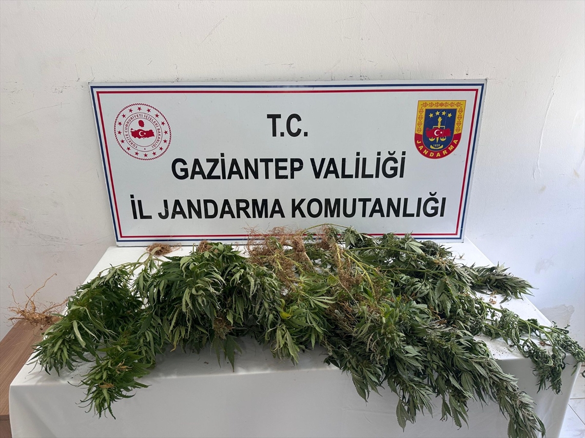 Gaziantep'te kenevir operasyonu: 8 şüpheliye işlem