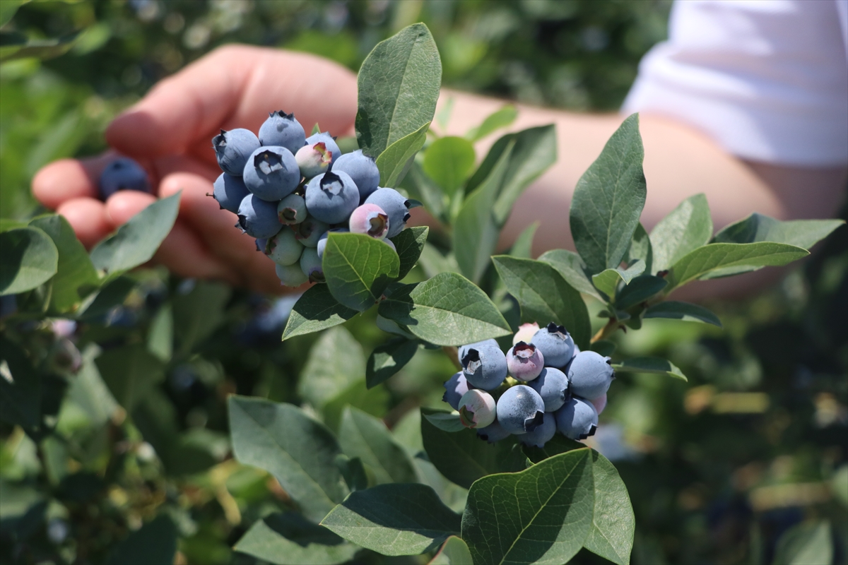 Yalova'da kurulu Alova Farm'da yaban mersini hasadı sürüyor