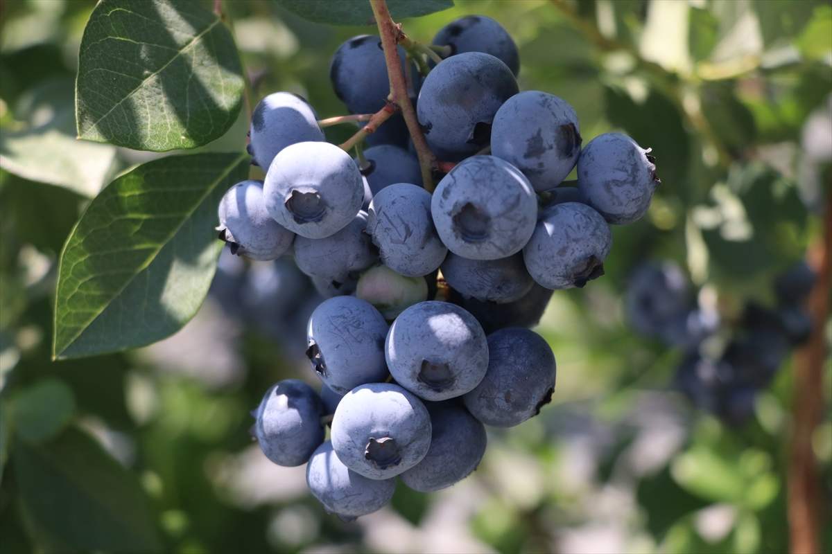Yalova'da kurulu Alova Farm'da yaban mersini hasadı sürüyor