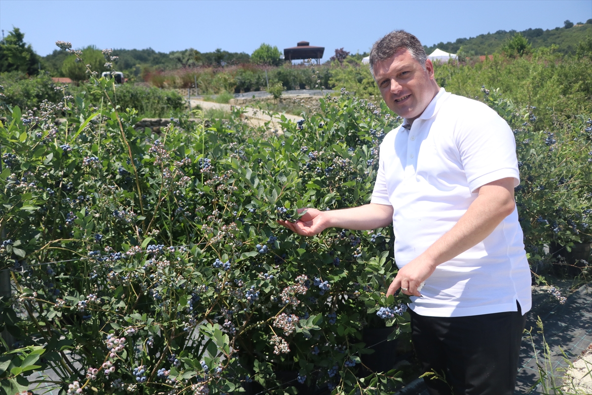 Yalova'da kurulu Alova Farm'da yaban mersini hasadı sürüyor