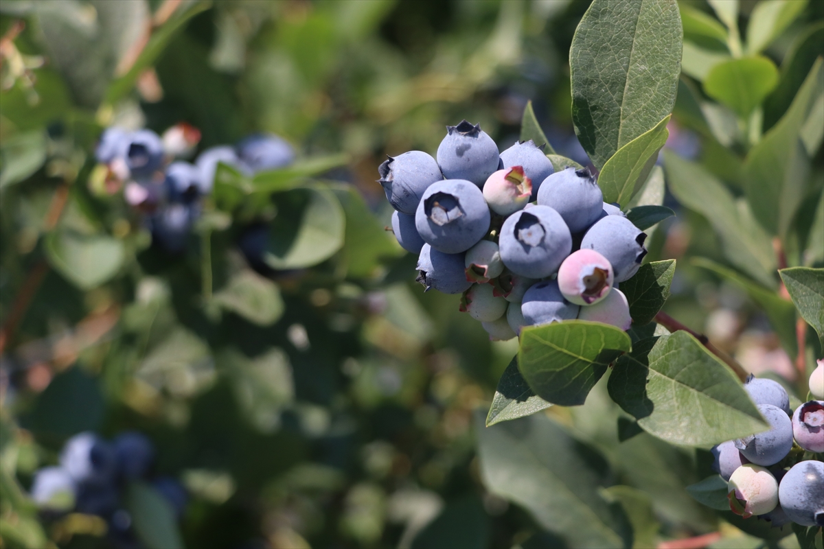 Yalova'da kurulu Alova Farm'da yaban mersini hasadı sürüyor