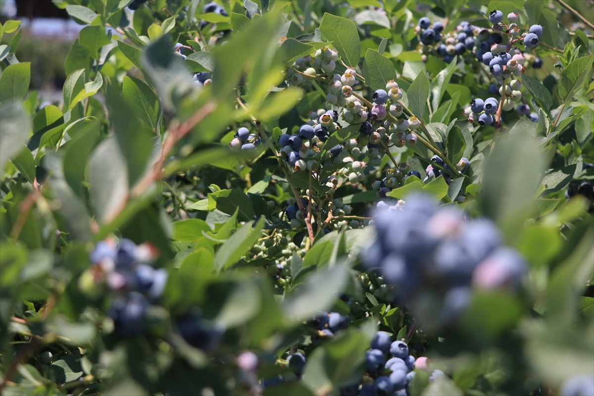 Yalova'da kurulu Alova Farm'da yaban mersini hasadı sürüyor
