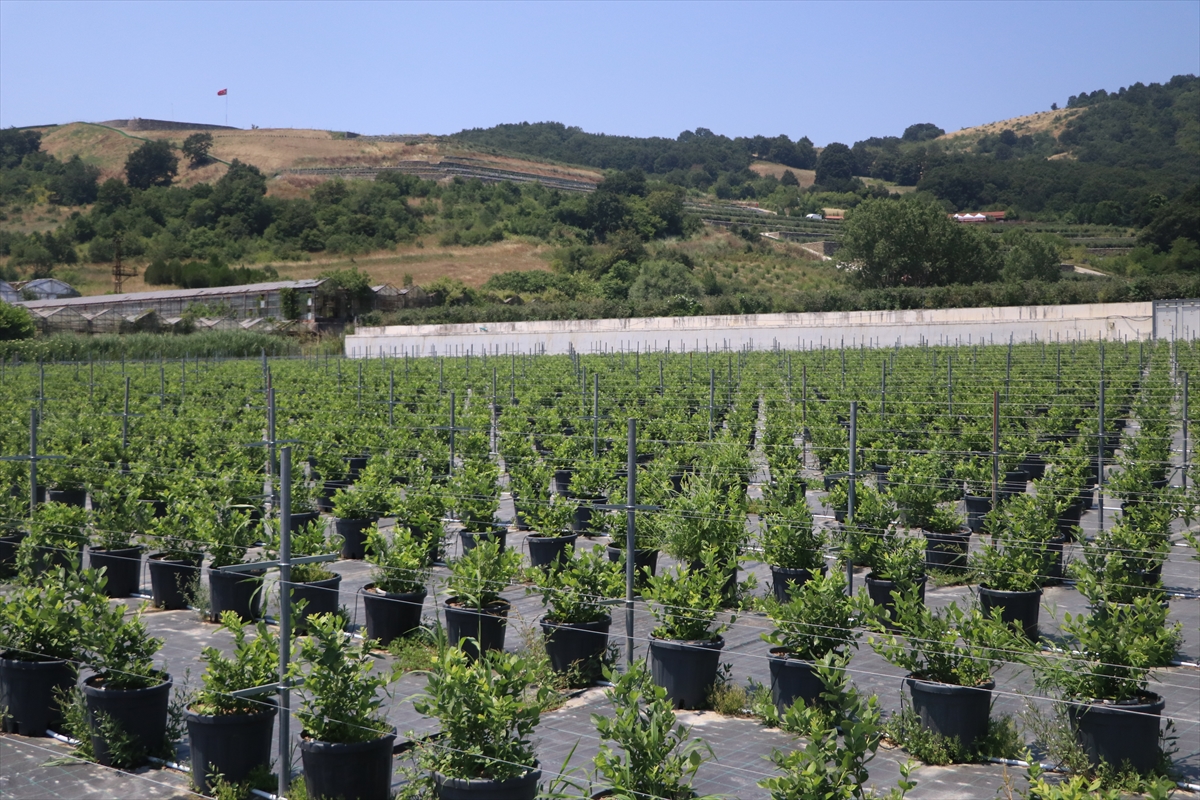 Yalova'da kurulu Alova Farm'da yaban mersini hasadı sürüyor