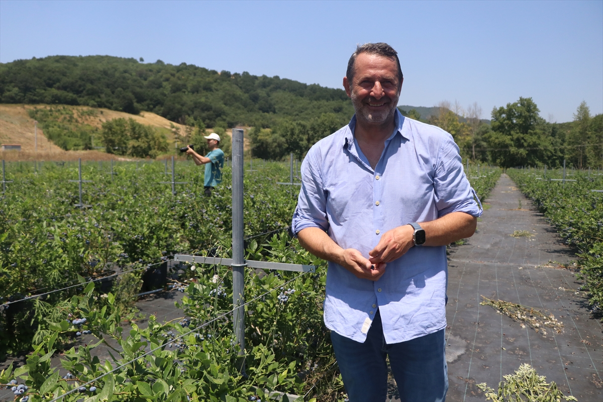 Yalova'da kurulu Alova Farm'da yaban mersini hasadı sürüyor
