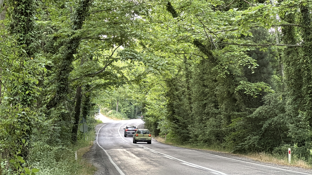 Safranbolu'nun ağaç tünelli yolları doğa turizmi sunuyor