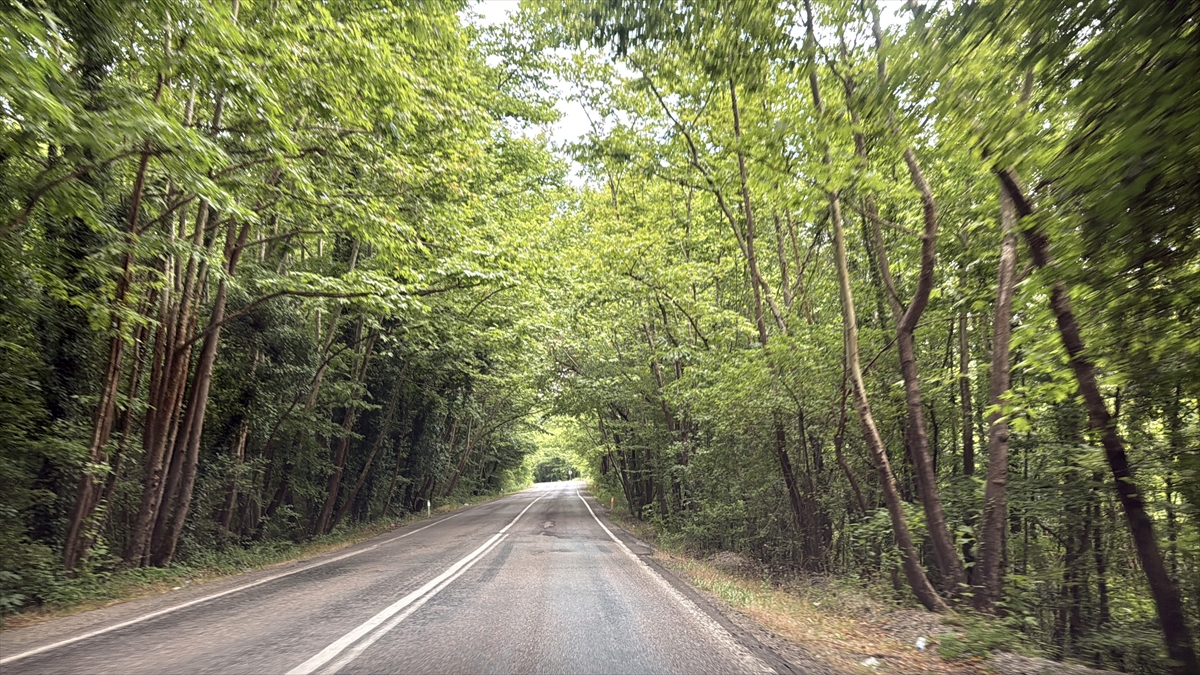 Safranbolu'nun ağaç tünelli yolları doğa turizmi sunuyor