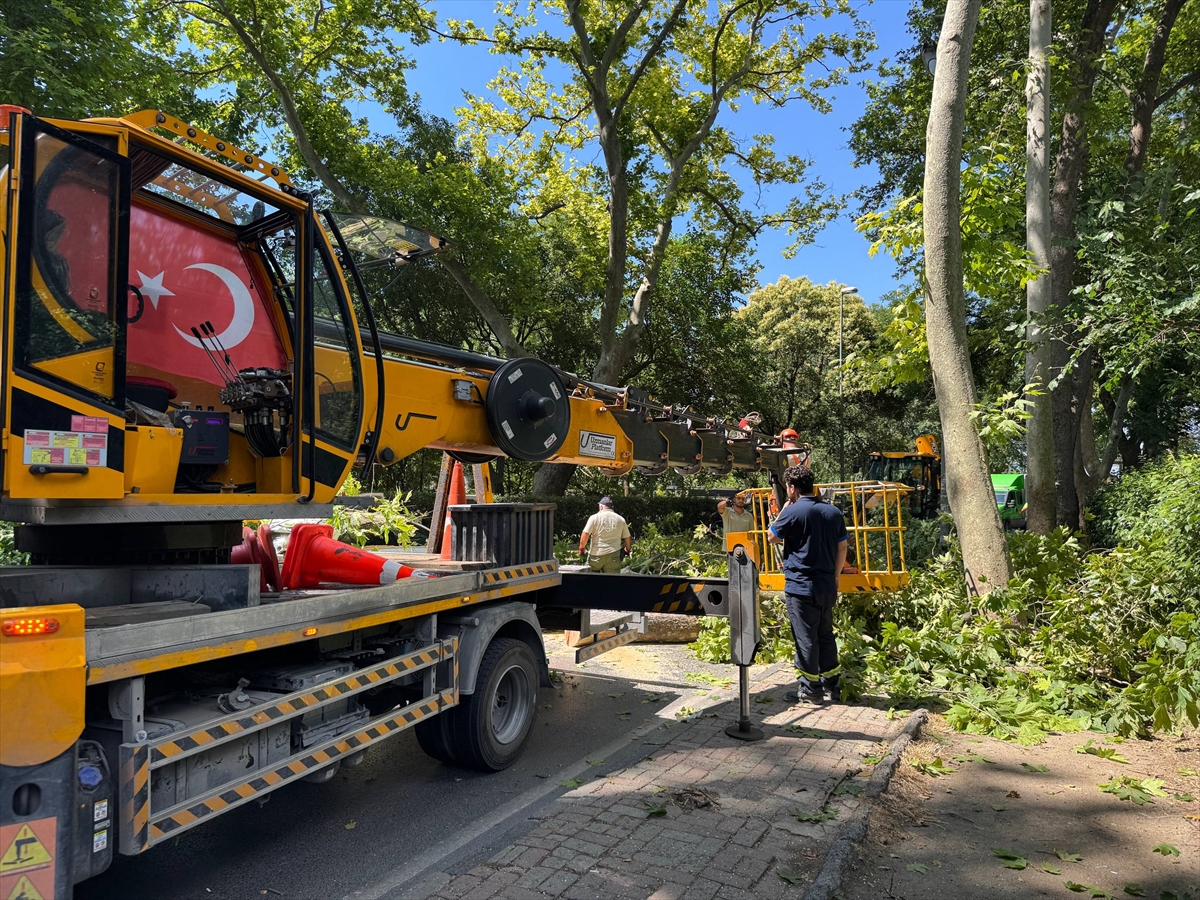 Küçükçekmece'de devrilen ağaç nedeniyle otomobilde hasar oluştu