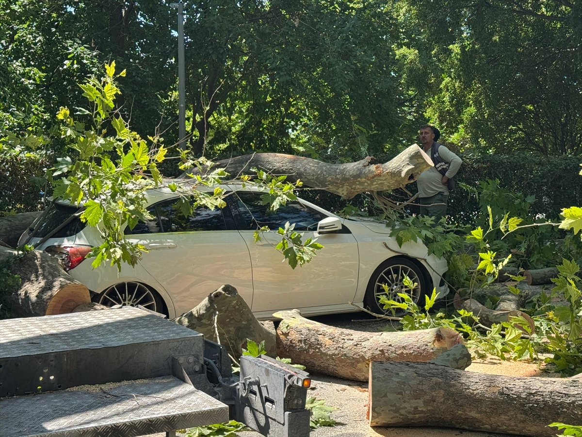 Küçükçekmece'de devrilen ağaç nedeniyle otomobilde hasar oluştu