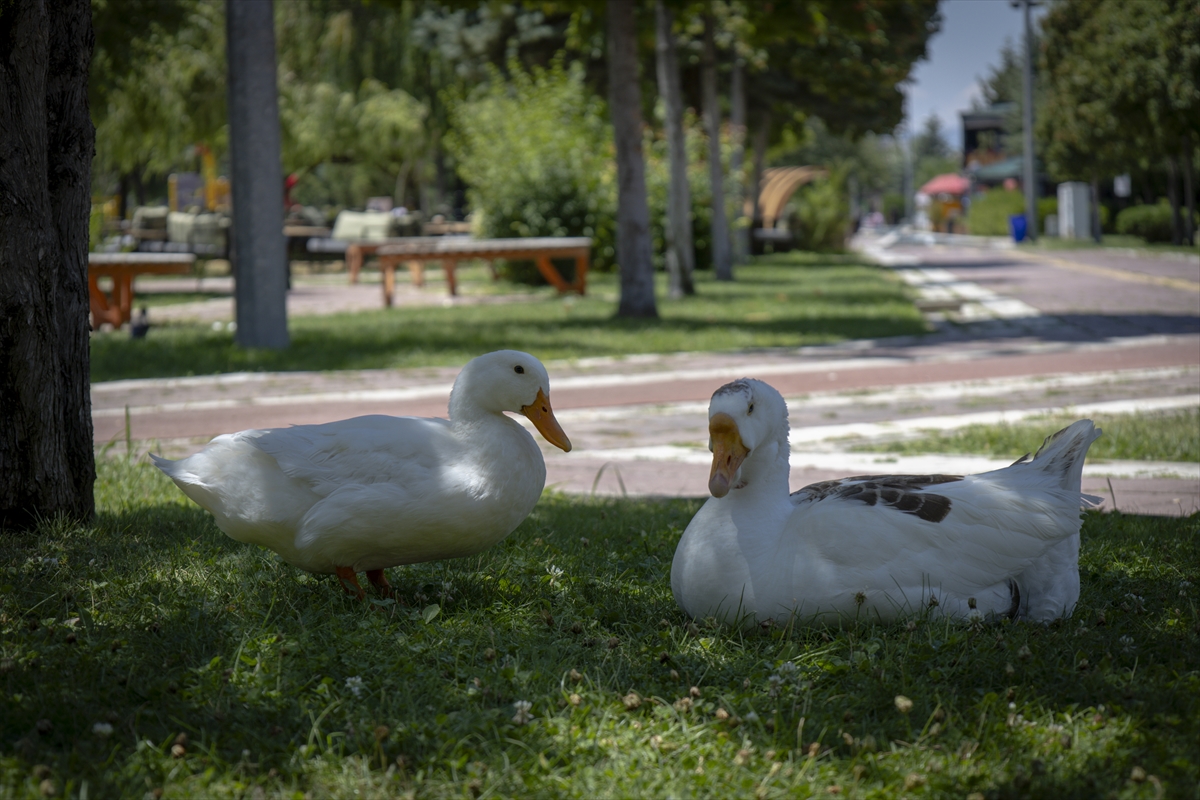 Gaziantep ve Malatya'da sıcak hava yaşamı etkiliyor