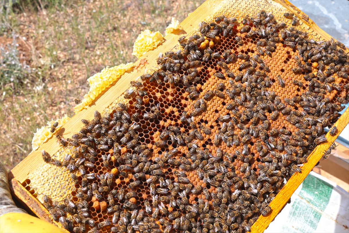 Malatya'da keven balı rekoltesi 65 ton bekleniyor