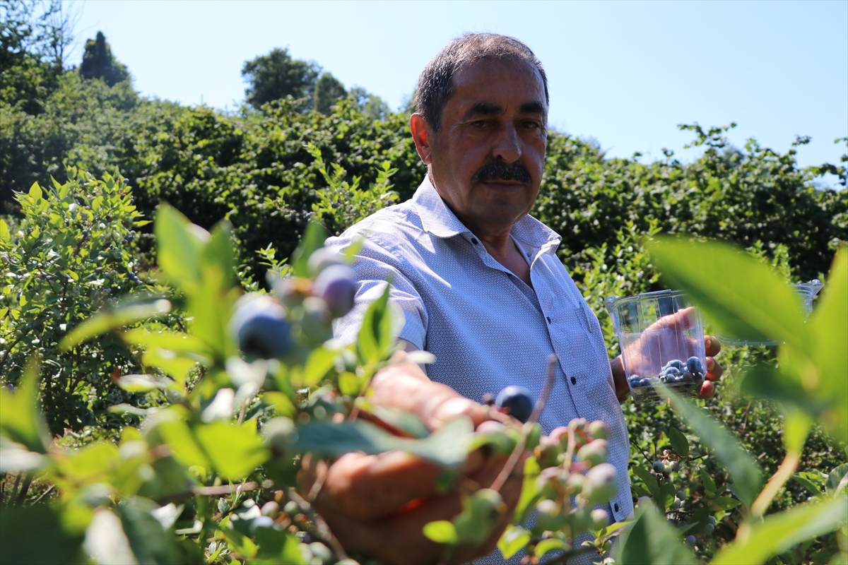 Emekli madenci yaban mersini üreticisi oldu