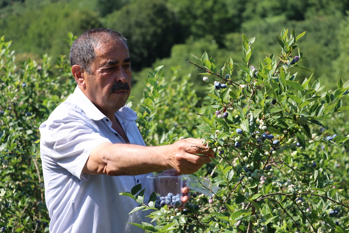 Emekli madenci yaban mersini üreticisi oldu