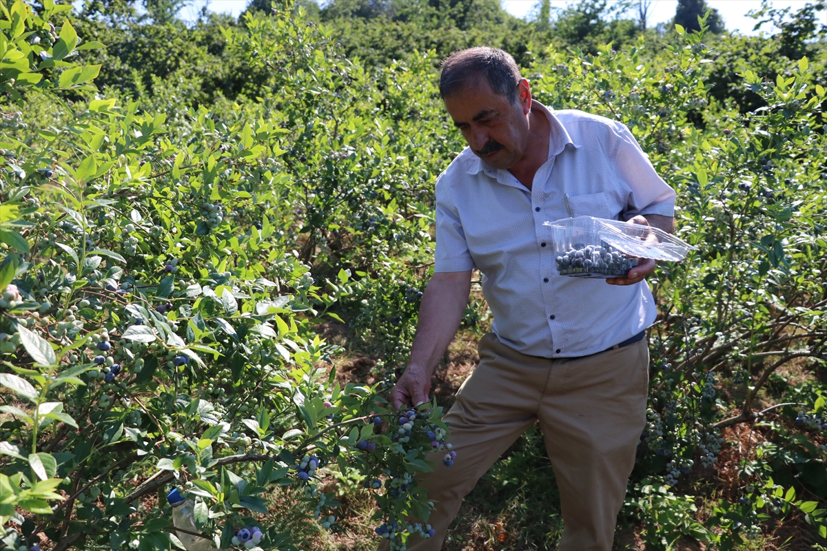 Emekli madenci yaban mersini üreticisi oldu