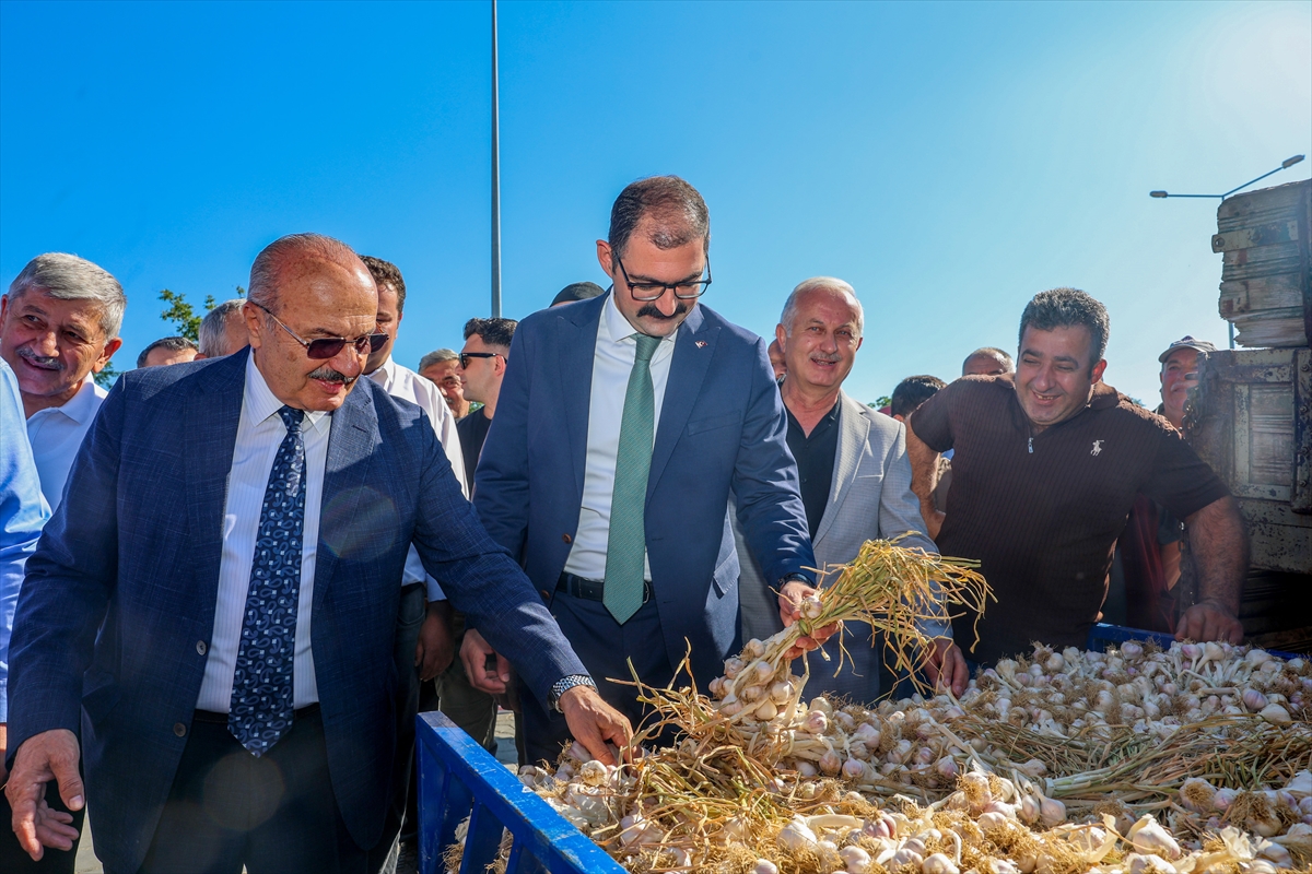 Taşköprü Sarımsak Pazarı açıldı