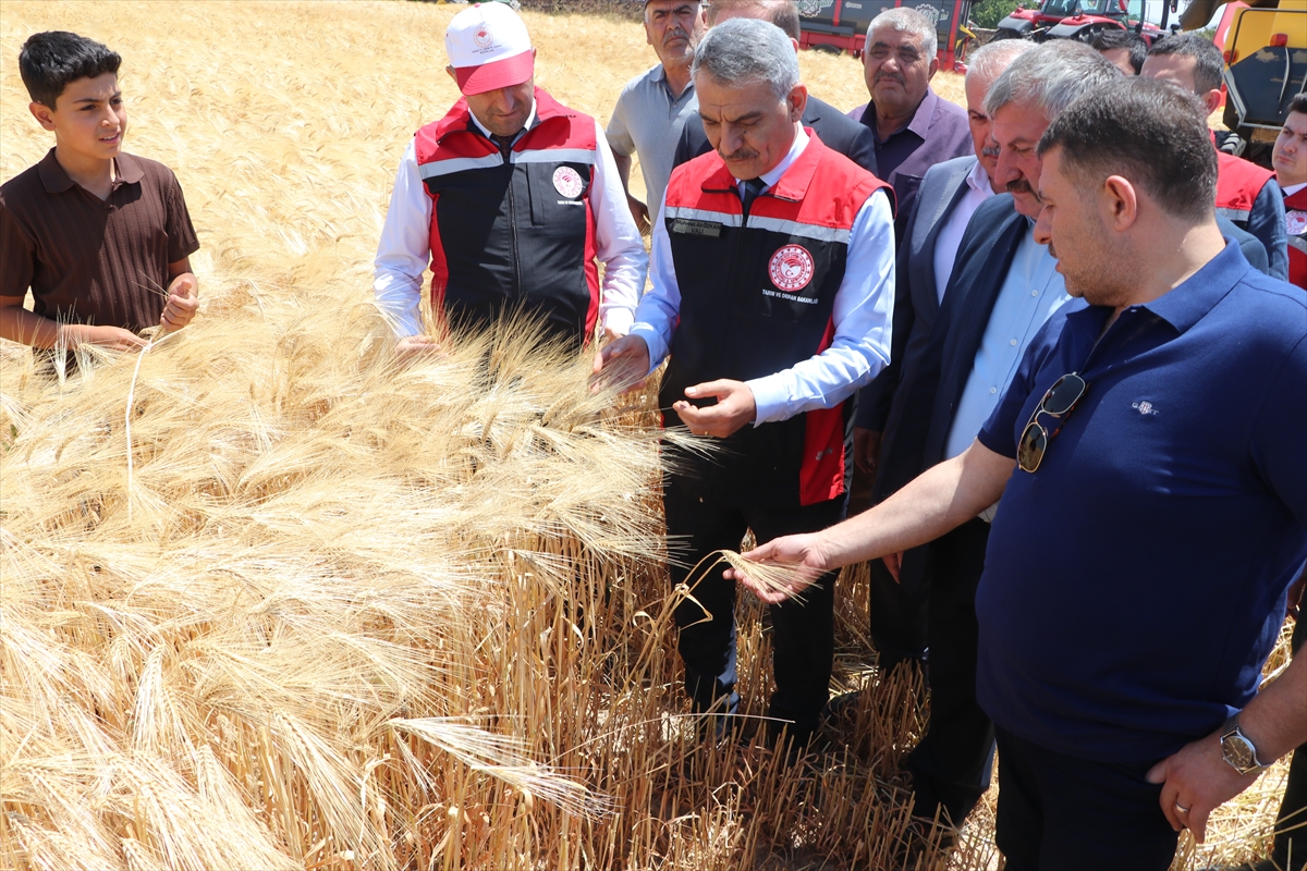 Yozgat'ta hububat hasadı başladı