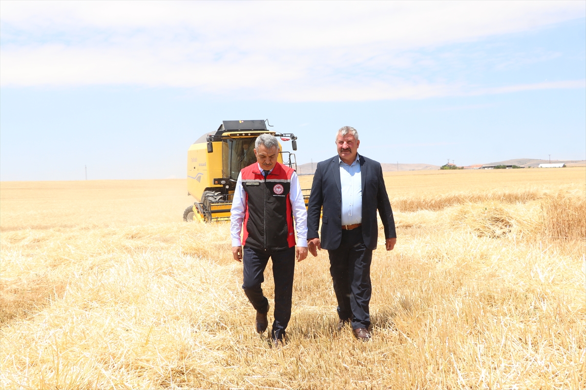 Yozgat'ta hububat hasadı başladı