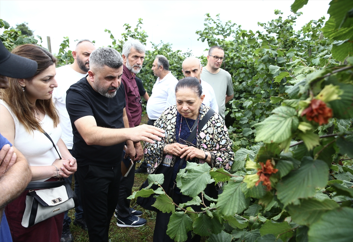 Fındıkta yoğun dikim sistemleri için tarla günü